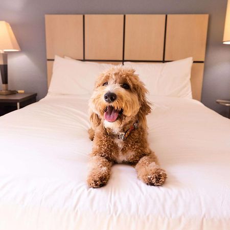 Sonesta Simply Suites Phoenix Glendale Eksteriør billede